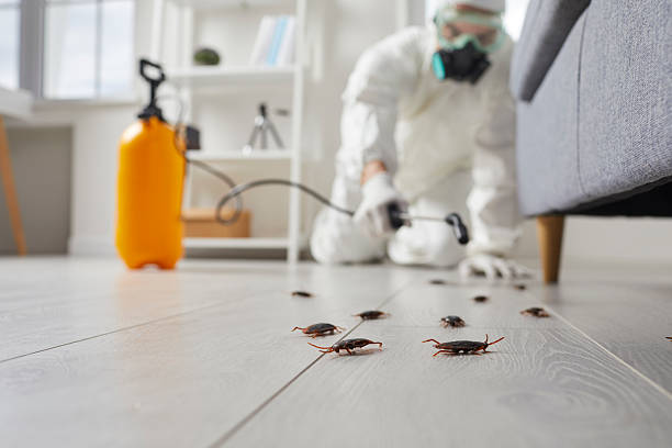 Affordable Termite Control solutions in Philo, IL